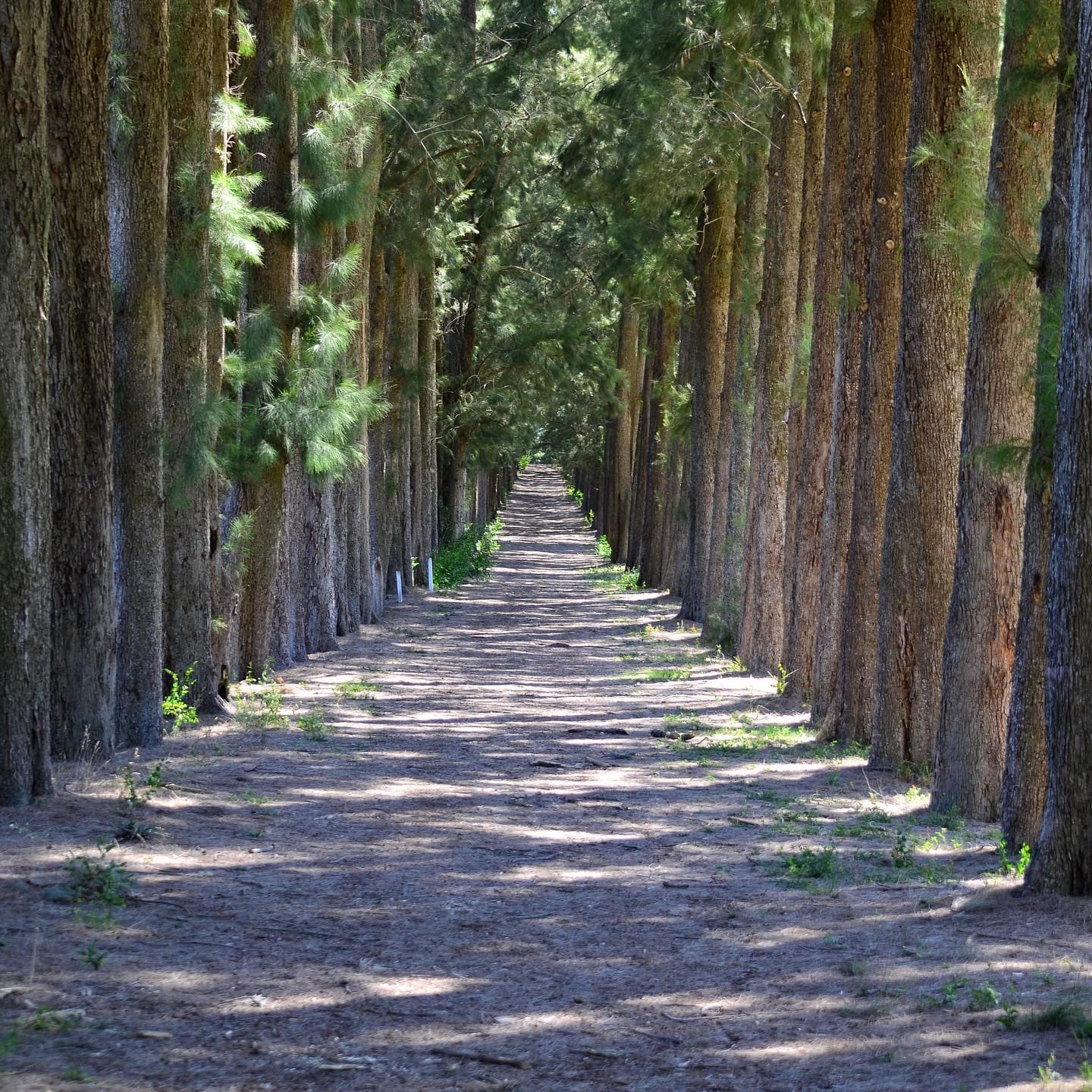 CAMPO DE GOLF LA ORQUIDEA