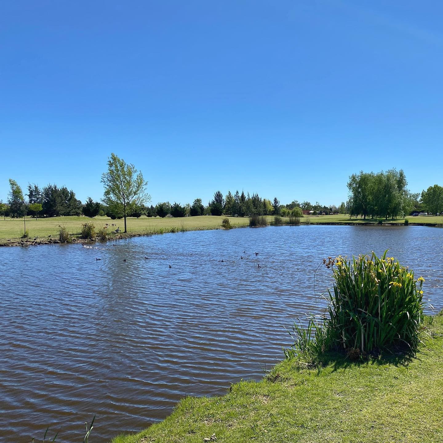 Club Atletico De San Isidro