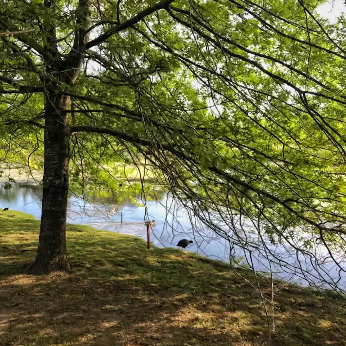 CLUB UNIVERSITARIO BUENOS AIRES