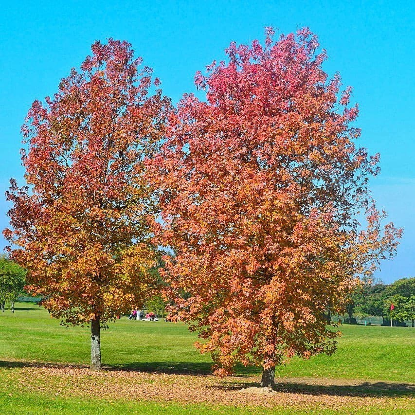 JOCKEY CLUB DE TUCUMAN