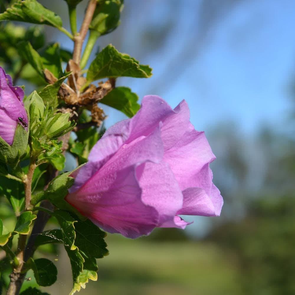 LA MERCED GOLF COUNTRY CLUB
