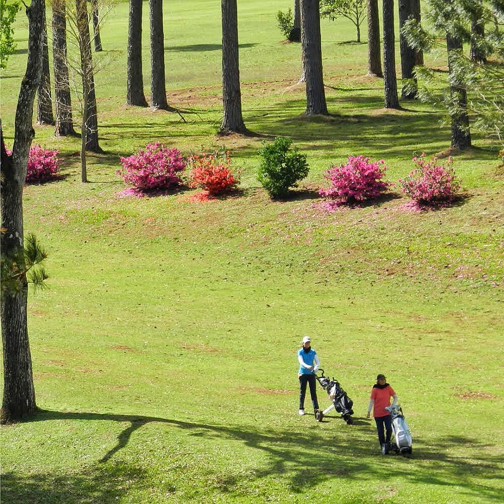 CAMELIAS GOLF