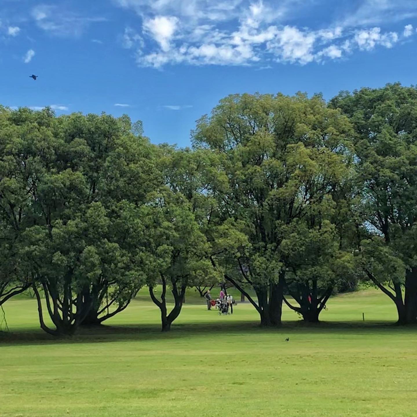 Club Newman