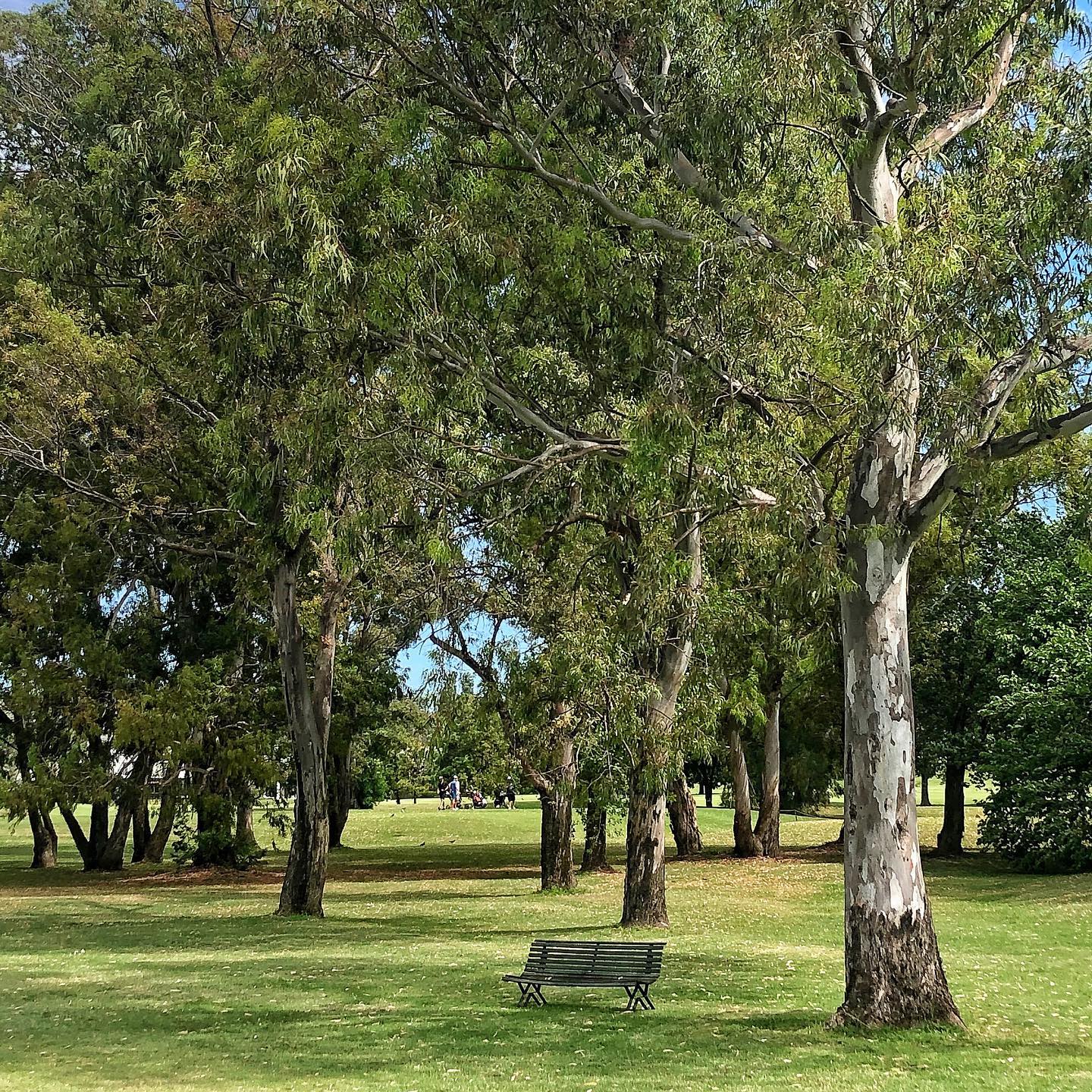 Club Newman