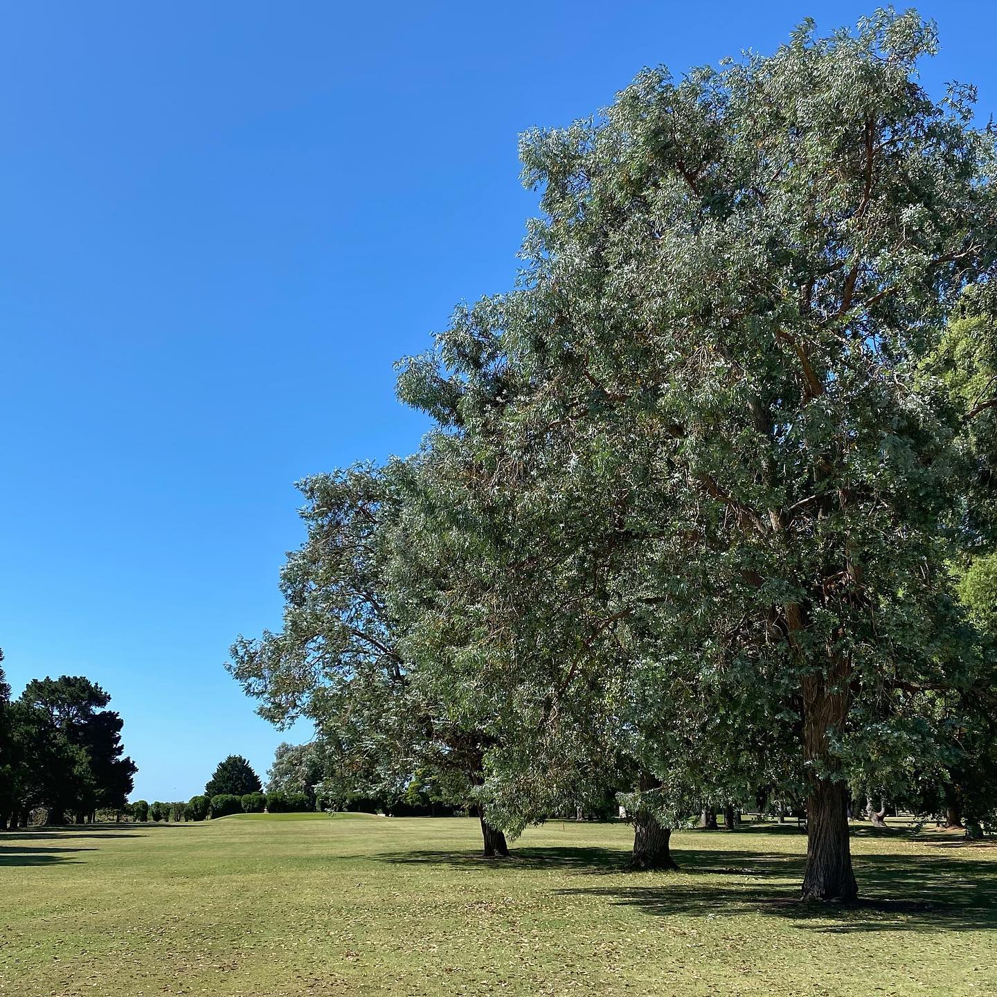 GOLF CLUB DOLORES
