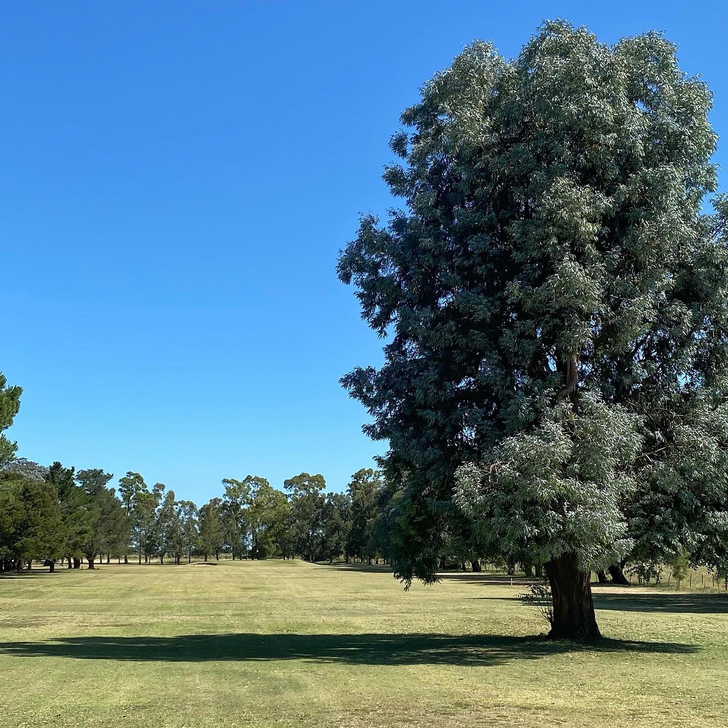 GOLF CLUB DOLORES